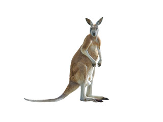 Sticker - red kangaroo isolated on white background