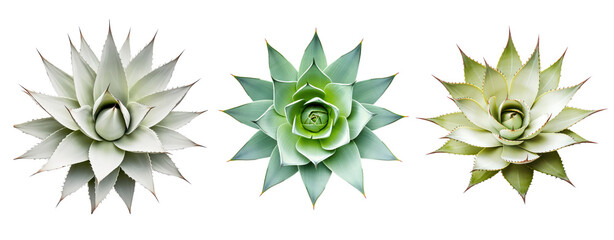 Wall Mural - top view three cut out agave cactus plant transparent background.