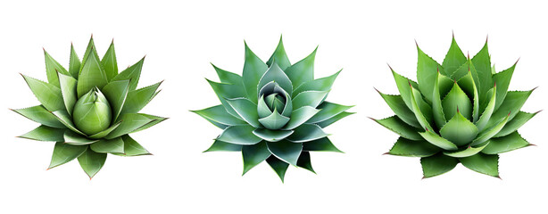Wall Mural - top view cut out decoration agave cactus plant transparent background.