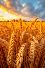 Wall Mural - A field of golden wheat with a beautiful sunset in the background