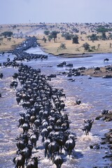 Wall Mural - Analyze the phenomenon of animal migration. What drives species like wildebeest and salmon to undertake arduous journeys, and how do they navigate their routes