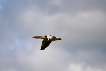 Flying Greylag Goose (Anser anser)