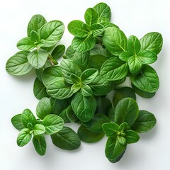 Wall Mural - thyme herb isolated on white background with shadow. thyme top view. thyme with leaves flat lay