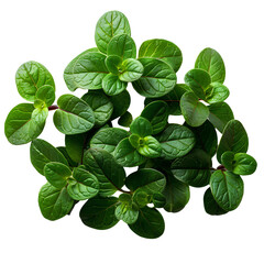 Wall Mural - Thyme PNG. Thyme herb top view png. herb of thyme with leaves flat lay isolated. Aromatic herb used for cooking and flavouring isolated. aromatic thyme PNG