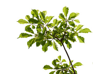 Wall Mural - Green tree branch isolated on white background