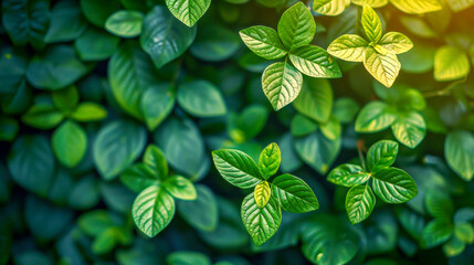 Sticker - Lush Green Foliage Background