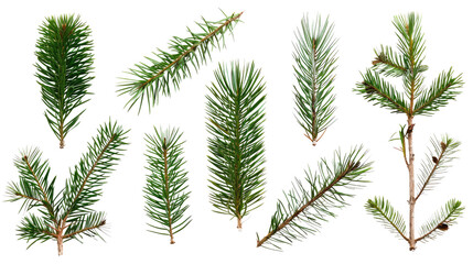Wall Mural - collection of coniferous twigs on a transparent background