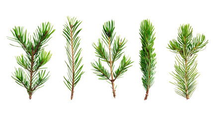 Wall Mural - collection of coniferous twigs on a transparent background