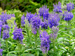 Wall Mural - Blue flowers of speedwell Veronica longifolia in a garden