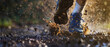 © Ai Studio - Close-up of a runner's feet splashing through mud, capturing the intensity and thrill of trail running under golden sunlight.