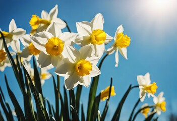 Wall Mural - sky spring flower blue background clear yellow daffodil daffodils springtime