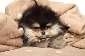 Sticker - Pomeranian puppy in a soft plaid