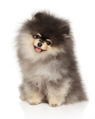 Wall Mural - Smiling Pomeranian Spitz Puppy on White Background