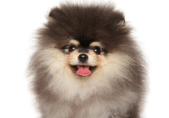 Canvas Print - Close-up of a Pomeranian Spitz Puppy