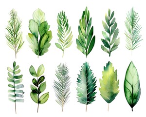 Canvas Print - Minimalist Watercolor Pine Needle Leaf Set in Muted Green Tones on White Background