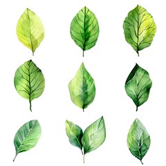 Sticker - Vibrant Watercolor Citrus Leaf Collection on Pristine White Background