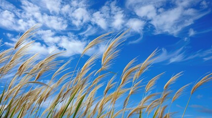 Wall Mural - Rye spikes against a blue sky