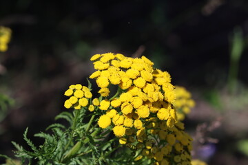 Canvas Print - Sweden. Tansy (Tanacetum vulgare) is a perennial, herbaceous flowering plant in the genus Tanacetum in the aster family, native to temperate Europe and Asia. 