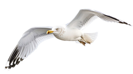 seagull on a transparent background