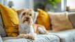 © Dudarte - Cachorrinho no sofá posando para foto