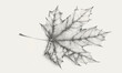 © peppastocker - A linear vector of a maple leaf.