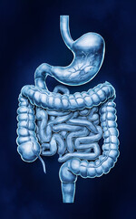 Wall Mural - Human Digestive System Anatomy Blue Background Illustration