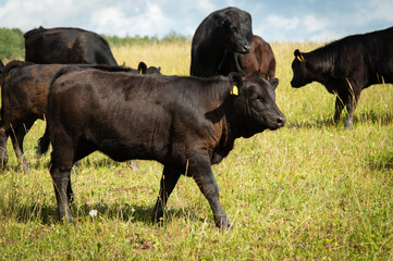 black angus calf on the meadow