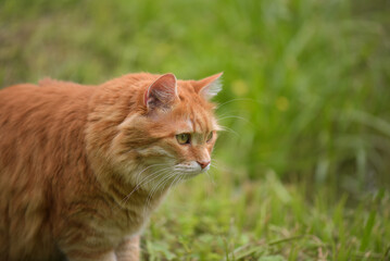 A beautiful red-haired domestic cat in close-up. Cat on nature outdoors. The cat is staring at something intently.
