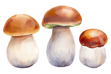 Mushrooms boletus clipart. Watercolor mushroom fall. Hand drawn mushroom design elements isolated on white background.