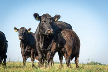 black angus cow and calf suckling