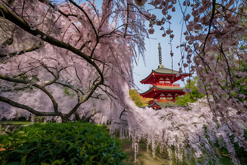 Sticker - japanese temple in spring