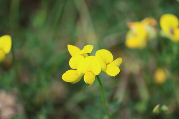 Canvas Print - Sweden. Lotus corniculatus is a flowering plant in the pea family Fabaceae, native to grasslands in temperate Eurasia and North Africa. 