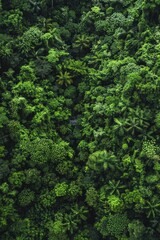 Poster - Broccoli in forest