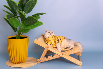 Wall Mural - A white cat in yellow sweatshirt lies on a straw chaise longue, looking up