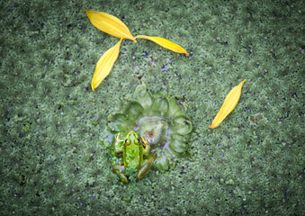 Top angle and Close-up of a frog sitting on green water plant on the pond with fallen yellow leaves, South Korea
