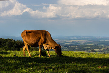 Wall Mural - Zebu Nellore cow in the pasture area of a beef cattle farm in Brazil