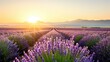 © Pinklife - A vast lavender field stretches towards the horizon with the sun setting over distant mountains, offering a picturesque view that combines nature's beauty with calmness.