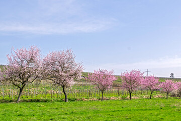 Sticker - Mandelbaumblüte (Prunus dulcis), Frühling in der Südpfalz