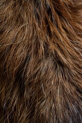 Canvas Print - A close-up shot of a brown horse's fur, ideal for using in articles or social media posts about horses or nature