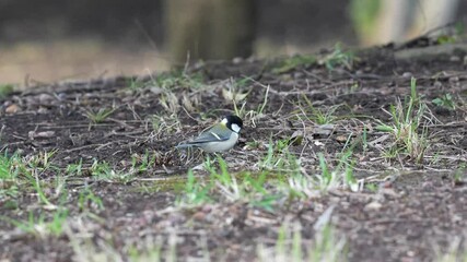 Wall Mural - japanese tit in a forest