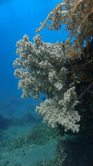 Wall Mural - Underwater photo of beautiful and colorful soft corals. From a scuba dive in Bali, Indonesia, Asia.