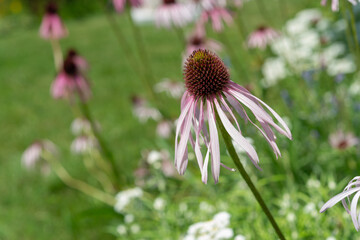 Sticker - close-up of Echinacea pallida or pale purple coneflower on a defocused green and floral background