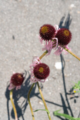 Sticker - abstract view of the spiky disk or disk florets on a defocused pavement background