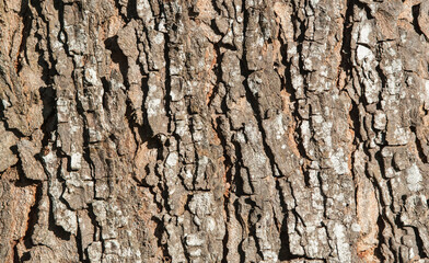 rough, fresh bark of trees