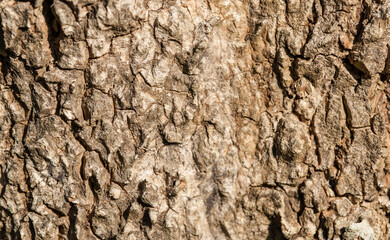 rough, fresh bark of trees