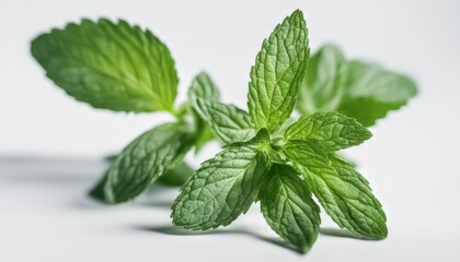 Wall Mural - mint leaves on a white background