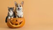 © stockdevil - Corgi dog and scottish fold cat sitting together on a jack-o-lantern halloween pumpkin on solid pastel orange background with copy space