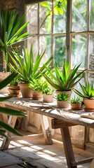 Poster - Neatly Arranged Yucca Plants on a Sturdy Wooden Workbench Creating a Natural and Serene Indoor Atmosphere