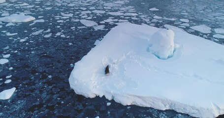 Wall Mural - Antarctic seal crawls snow covered ice floe. Wild animal rest on iceberg float icy ocean. Explore wildlife species. South Pole wild animals protection and behavior. Winter frozen landscape aerial view