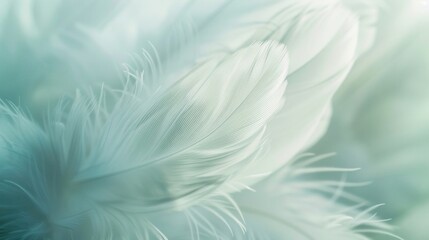 Wall Mural - A close-up shot of soft white feathers creating a delicate and serene atmosphere with intricate details and gentle textures.